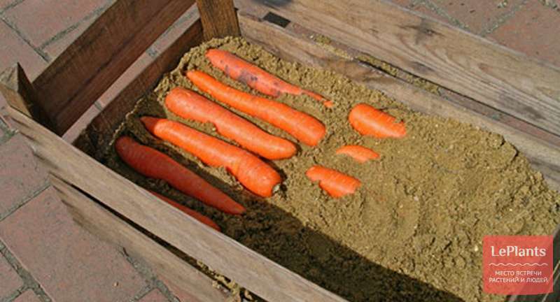 Как хранить морковь в домашних условиях 