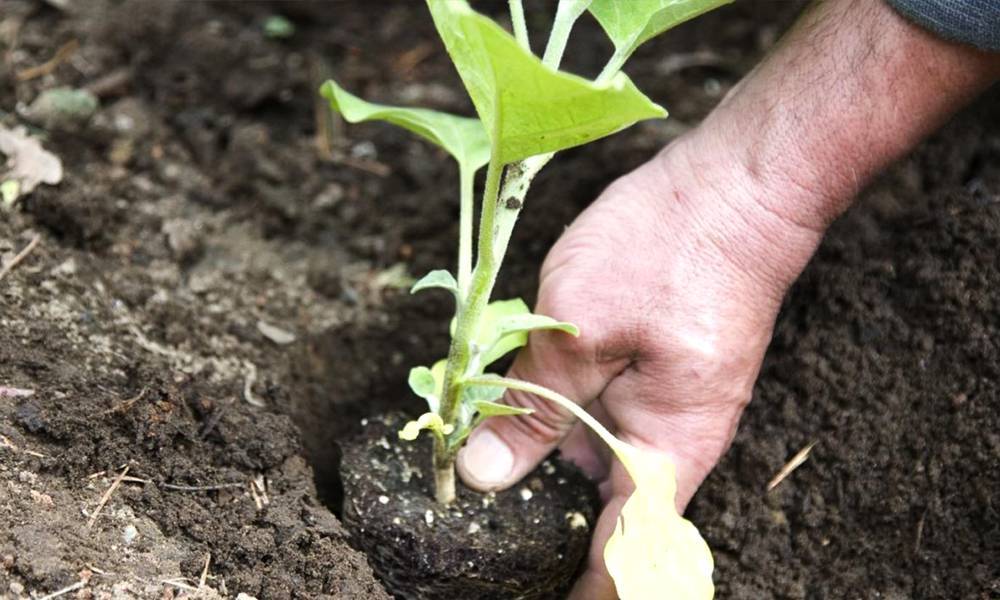 Пошаговая инструкция как вырастить рассаду баклажанов
