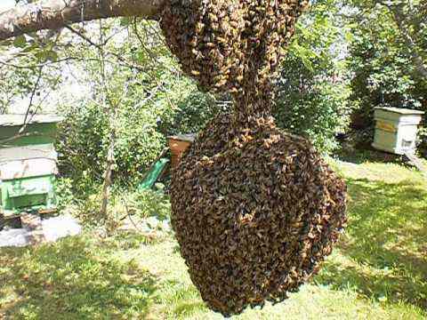 Леток для пчел – важная деталь каждого улья