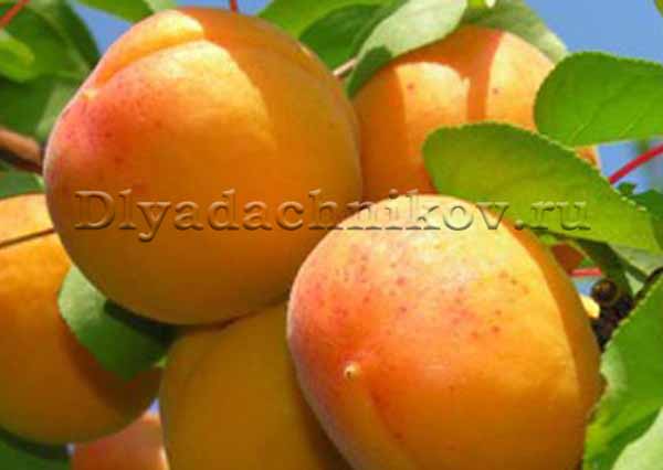 Характеристика и правила выращивания абрикоса графиня