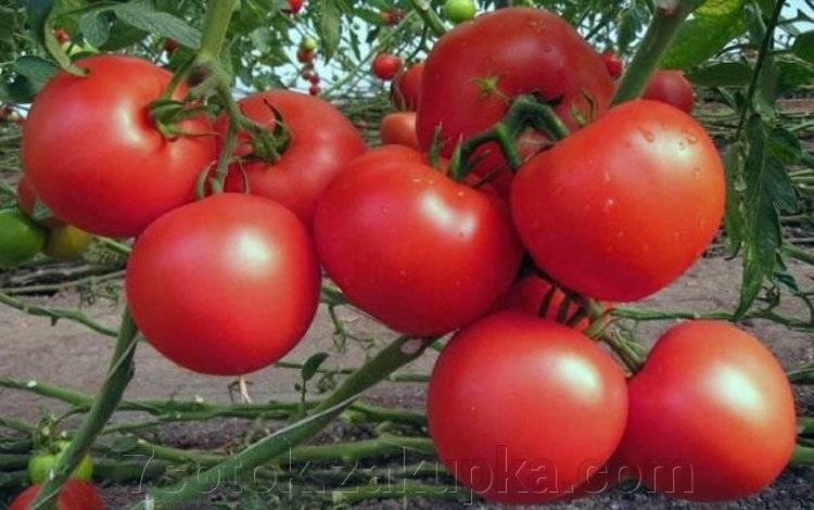 Томат президент f1 — описание сорта, отзывы, урожайность