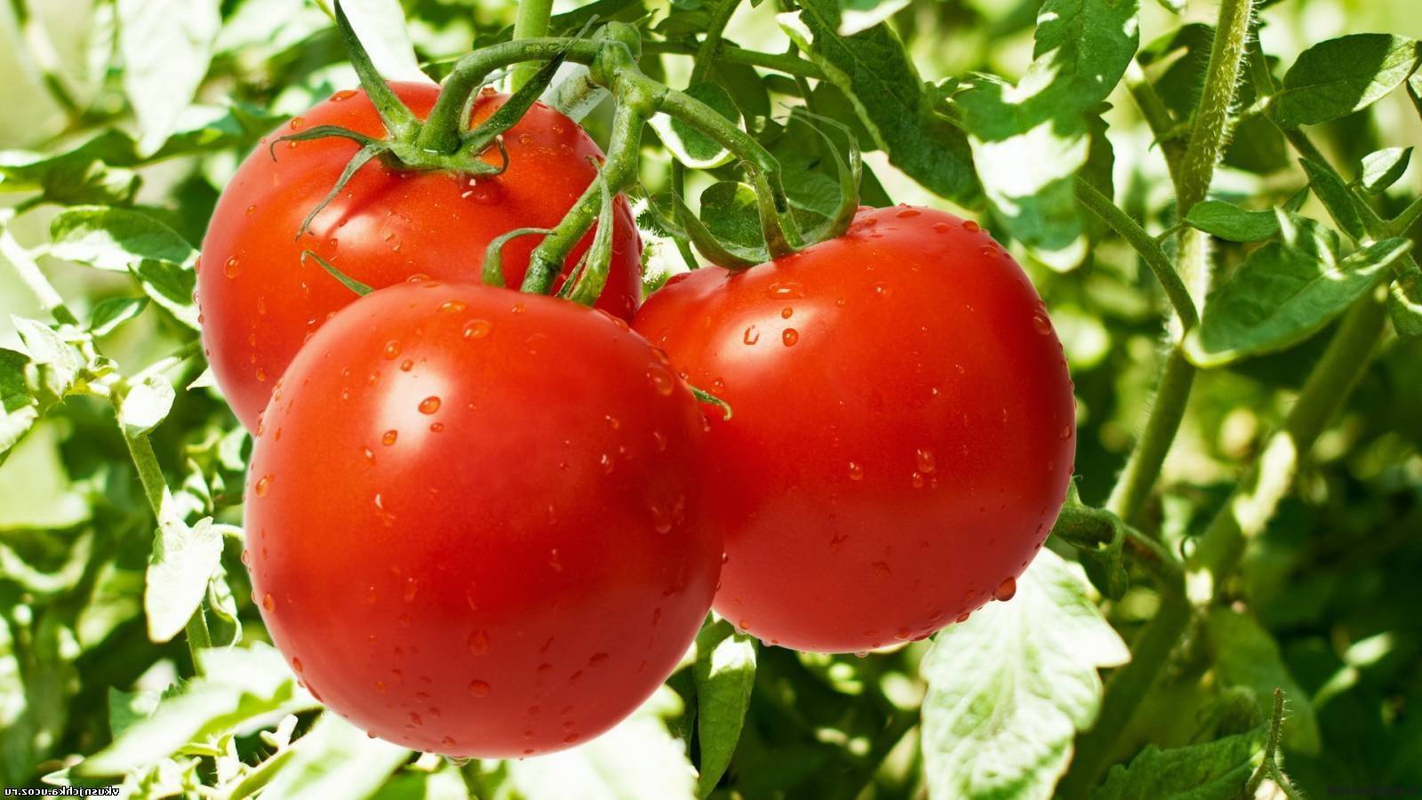 Фото, отзывы, описание, характеристика, урожайность сорта помидора «дубрава» («дубок»)
