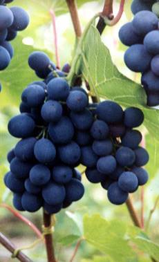 Виноград кишмиш столетие: описание сорта, фото, урожайность, посадка и уход