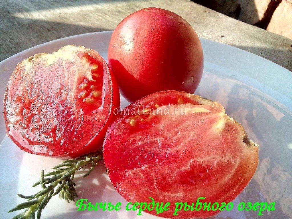 Характеристика и описание сорта томата чио чио сан, его выращивание и урожайность
