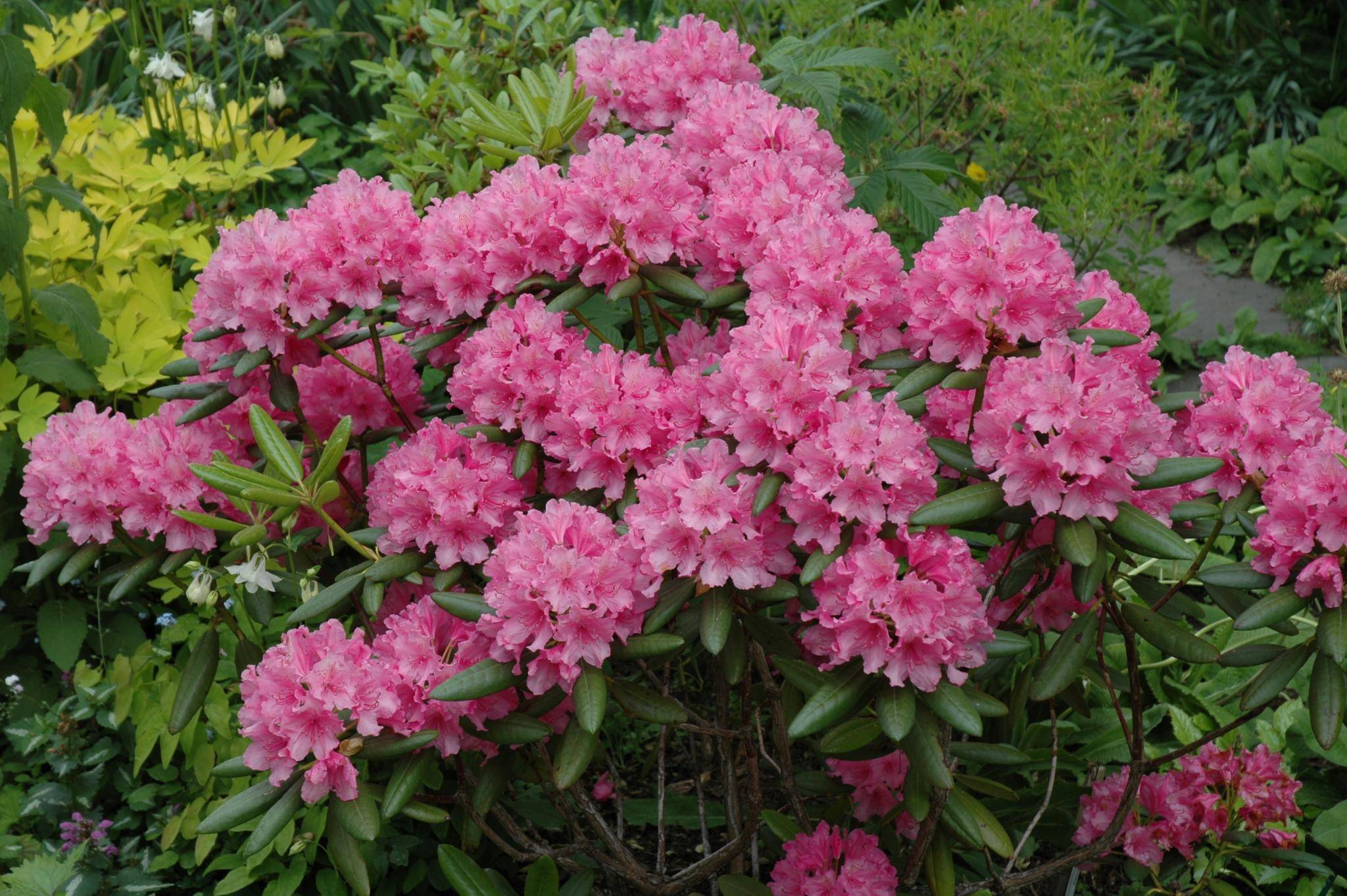 Рододендрон японский (азалия садовая): посадка и уход, фото, а также как укрыть на зиму
