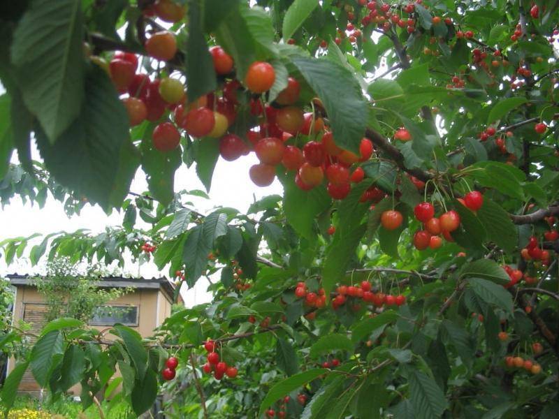 Черешня крымская — описание сорта, фото, отзывы садоводов
