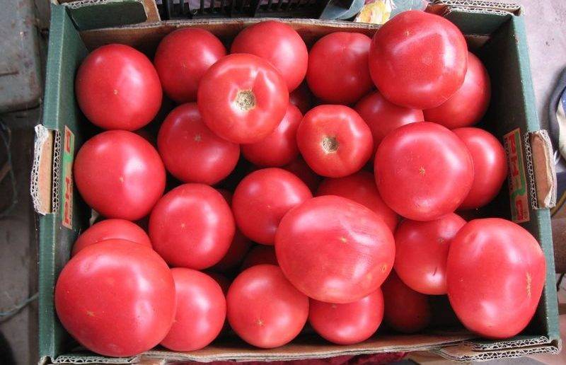 Вкусный высокорослый томат розовый спам: отзывы и 30 фото