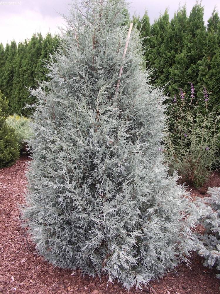 Можжевельник скальный (juniperus scopulorum)