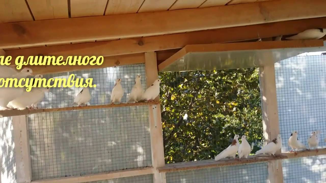 Узбекские голуби: виды, описание, уход, правила содержания и интересные факты
