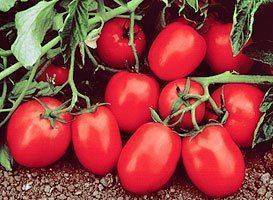 Сорт для вашей грядки — томат черри дачный f1: отзывы об урожайности, описание гибрида