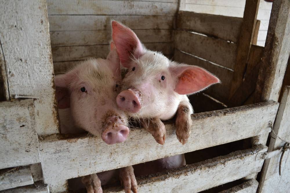 Разведение свиней в условиях личного подворья