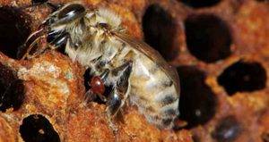Нозематоз пчел: причины, симптомы, лечение, профилактика