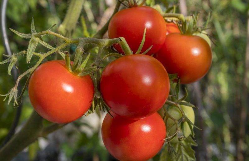 Штамбовые сорта томатов