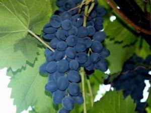 Описание сорта и особенности выращивания винограда «надежда азос»
