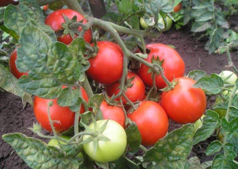 Характеристика и описание сорта томатов «оранжевая клубника»