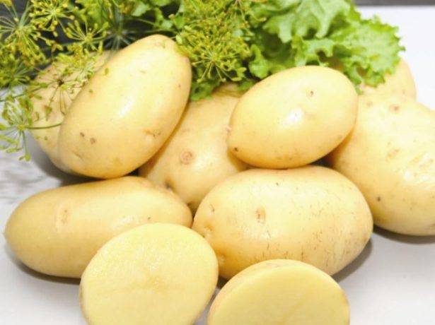 Описание сорта картофеля лапоть