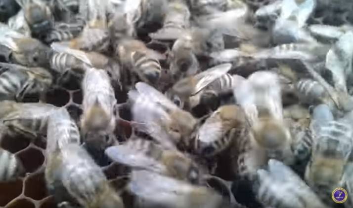 Исправление пчелиных семей с трутовками. матки кладут трутневые яйца