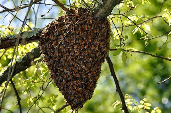 Роение пчел: причины, меры его предотвращения, где лучше ставить ловушки
