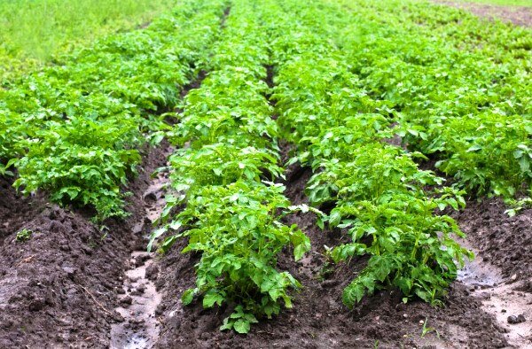 Зенкор для картофеля от сорняков: инструкция по применению