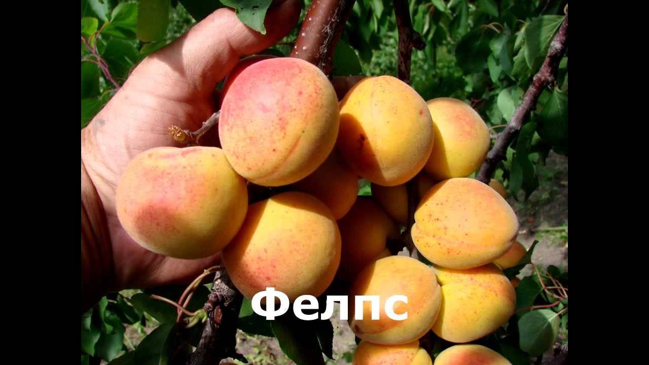 Описание и выращивание абрикоса сорта жигулевский сувенир