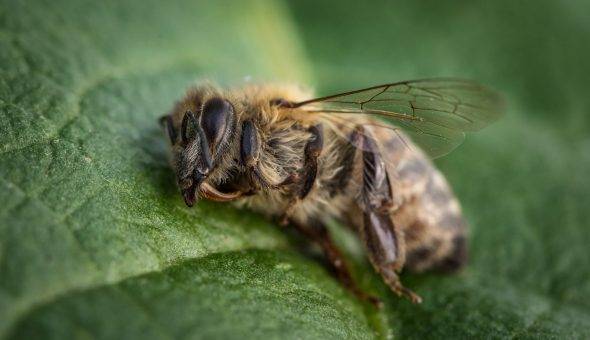 Ноземацид: инструкция по применению для пчел, состав