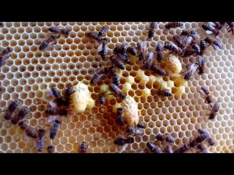 Пчелиная личинка: особенности, развитие и уход