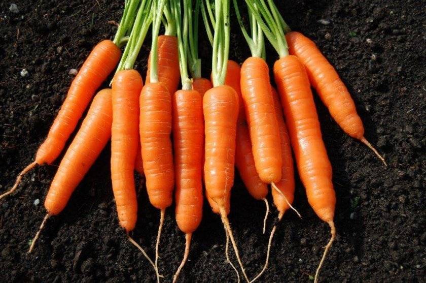 Морковь алтайская лакомка — описание сорта, фото, отзывы, посадка и уход