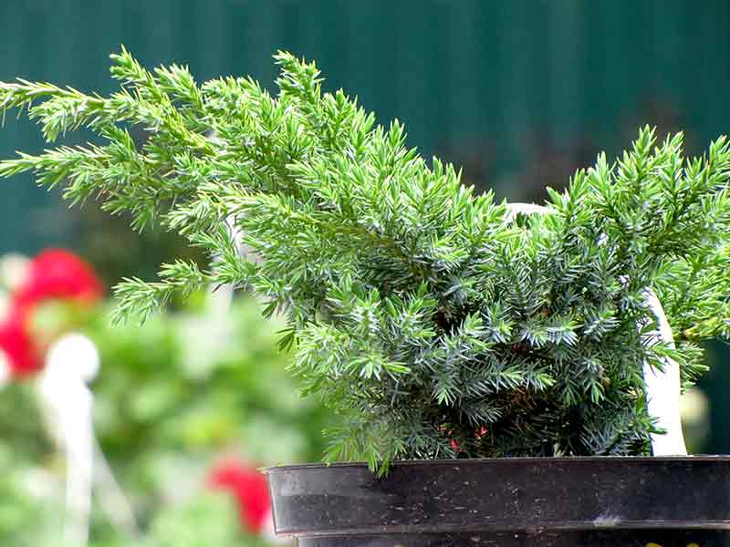 Можжевельник чешуйчатый дрим джой (juniperus squamata dream joy)