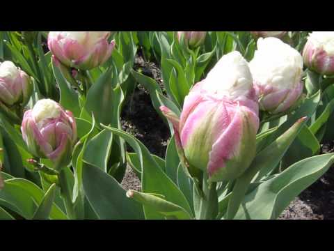 Цветы тюльпаны: как правильно вырастить, чем и когда удобрять