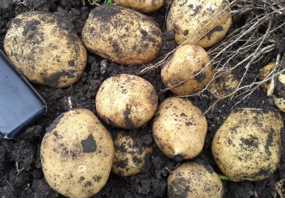 Высококачественный семенной сорт картофеля «джелли»: описание, характеристика и фото