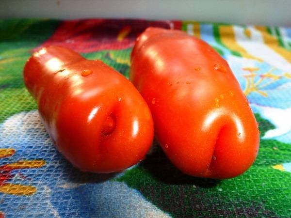 Сорт томата «аурия»: описание, характеристика, посев на рассаду, подкормка, урожайность, фото, видео и самые распространенные болезни томатов