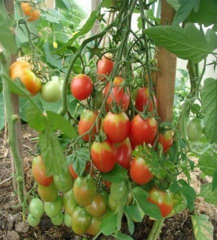 Неприхотливая новинка из японии — томат диаболик f1: описание сорта и особенности его выращивания