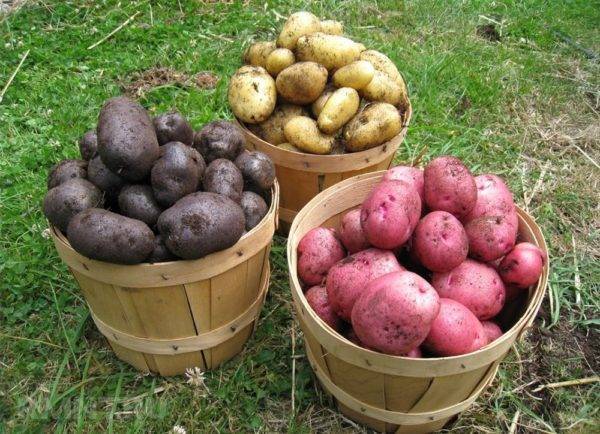Сорт картофеля «взрыв» – описание и фото