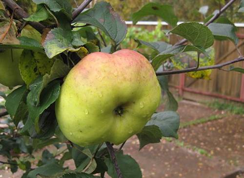 Сорт яблони богатырь – вкусный урожай круглый год!