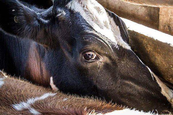 Почему корова не пьет воду, отказывается от еды