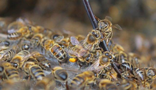Как объединить две пчелиные семьи в одну, как соединить пчелосемьи осенью