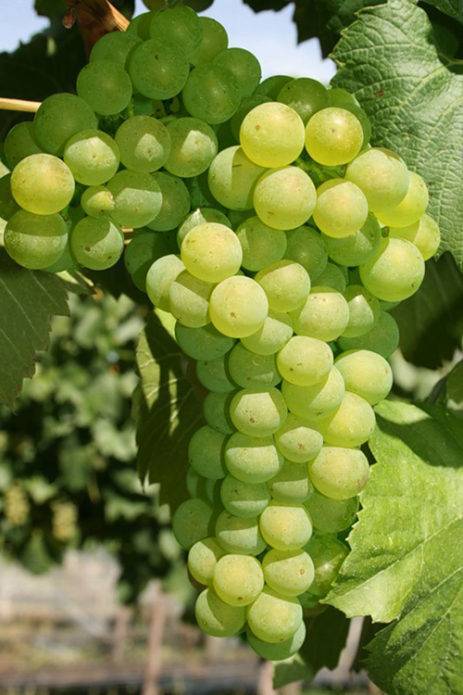 Описание сорта винограда платовский, общие характеристики и особенности ухода