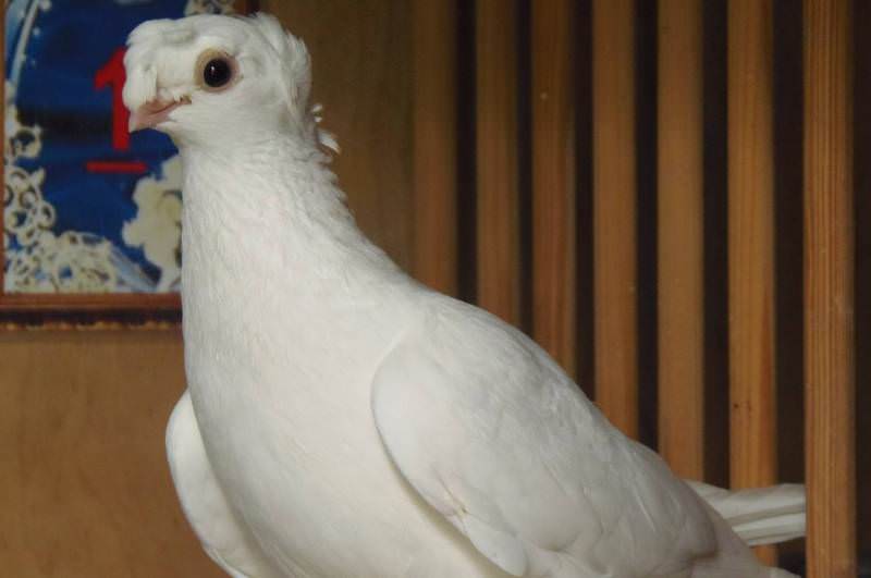 Бакинские бойные голуби: описание породы с фото, виды, уход с содержанием
