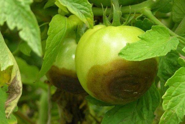 Боремся с фитофторой на помидорах – признаки и причины