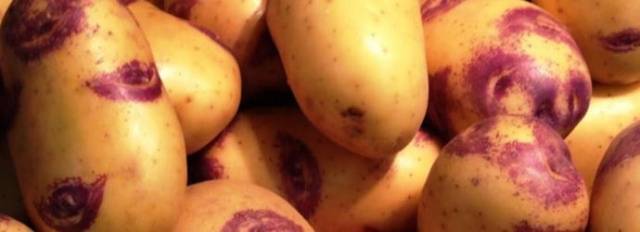 Картофель иван-да-марья: урожайный кормилец на грядке