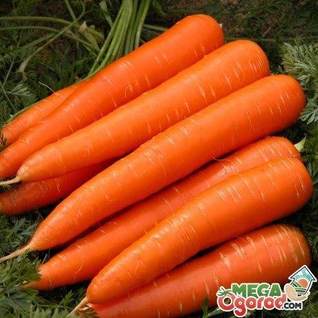 Хранение моркови зимой: лучшие сорта с отличной лежкостью