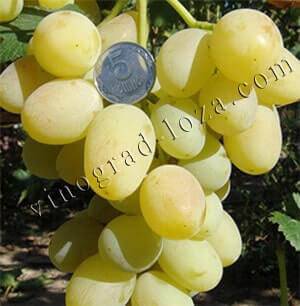 Виноград анюта: агротехнические особенности, описание сорта