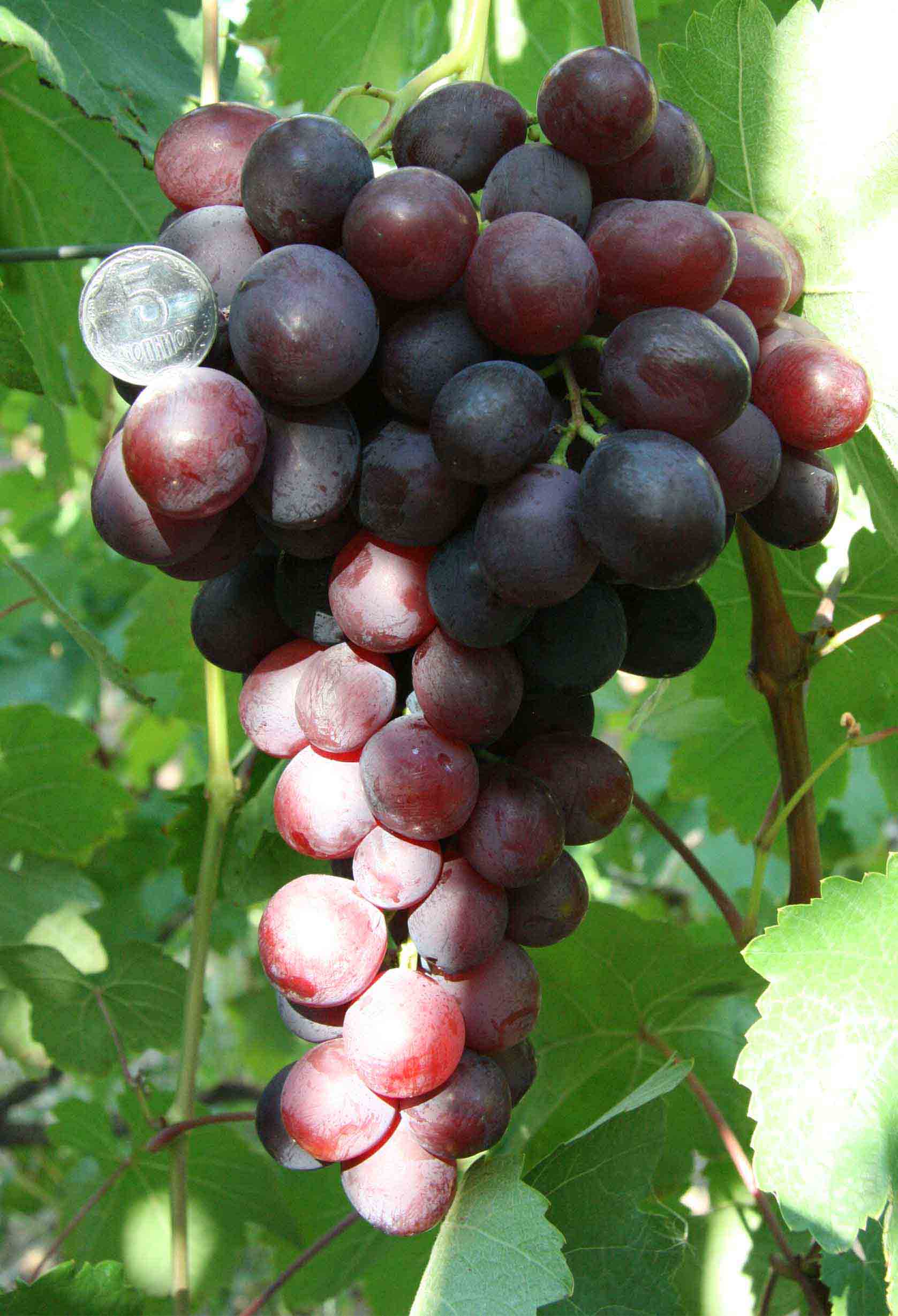 Памяти учителя — один из лучших сортов столового винограда