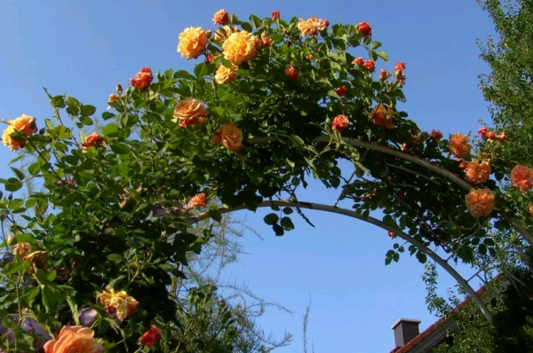 Описание розы сорта анни дюпрей из группы высоких флорибунд: выращивание шраба