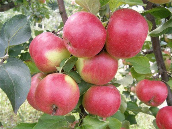 Яблоня жигулевское: описание сорта, посадка и выращивание