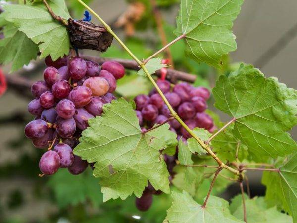 Как вырастить виноград сорта шахтёр