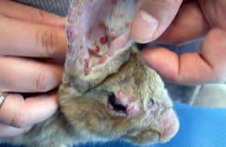Болезнь ушей у кроликов: чем лечить 