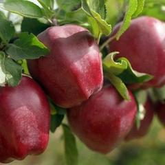 Описание сорта яблони «старкримсон»: преимущества и слабости