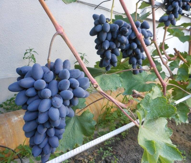 Сорт винограда атос: подробное описание, характеристики, селекция и выращивание, фото