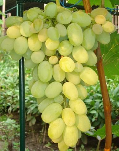 Характеристика и описание винограда «августин»
